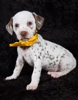 Harley yellow Tri-Color , a female Dalmatian for sale in Cape May, NJ – Photo 6 of 10