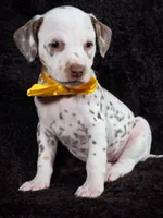 Harley yellow Tri-Color , a female Dalmatian for sale in Cape May, NJ – Photo 8 of 10