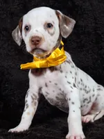 Harley yellow Tri-Color , a female Dalmatian for sale in Cape May, NJ – Photo 4 of 10