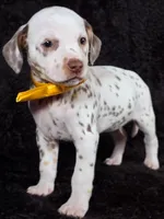 Harley yellow Tri-Color , a female Dalmatian for sale in Cape May, NJ – Photo 3 of 10