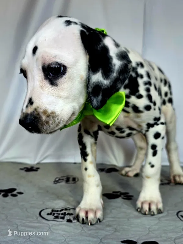 Zoomi neon green – Dalmatian puppy for sale in Cape May, NJ