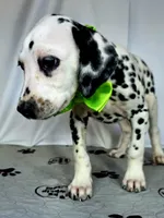 Zoomi neon green, a female Dalmatian for sale in Cape May, NJ – 1 of 10