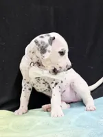 Giggles white , a female Dalmatian for sale in Cape May, NJ – 7 of 10