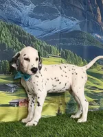 Aphrodite aqua LUA, a female Dalmatian for sale in Cape May, NJ – 6 of 6