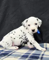 Dilly blue, a male Dalmatian for sale in Cape May, NJ – 4 of 10