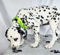 Zoomi neon green, a female Dalmatian for sale in Cape May, NJ – 2 of 10