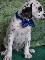 Mila blue , a male Dalmatian for sale in Cape May, NJ – 8 of 10