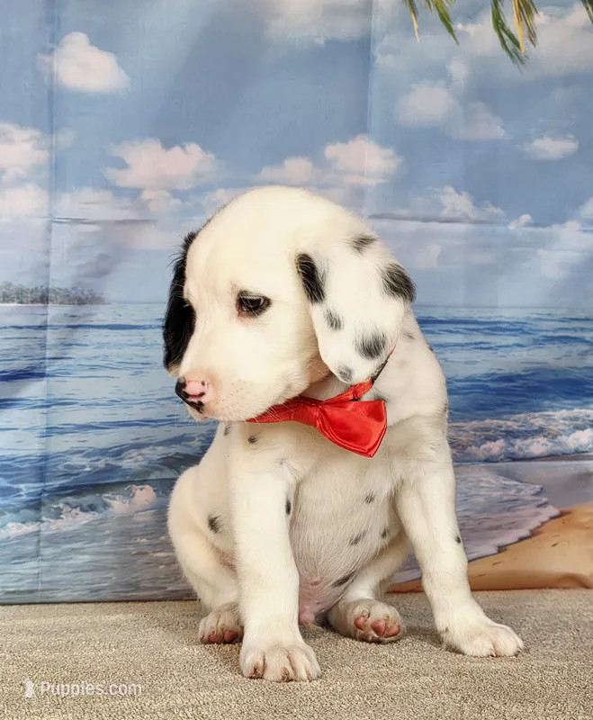 Opal red long coat – Dalmatian puppy for sale in Cape May, NJ