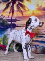 Karma red , a male Dalmatian for sale in Cape May, NJ – 2 of 10