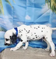 Fraidy blue LUA, a male Dalmatian for sale in Cape May, NJ – 2 of 10
