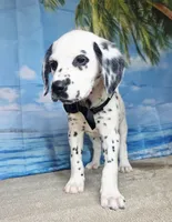 Fraidy black.LUA, a male Dalmatian for sale in Cape May, NJ – 2 of 10