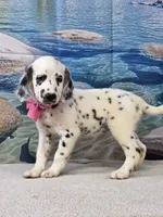 Jacora long coat tricolor , a female Dalmatian for sale in Cape May, NJ – 5 of 10