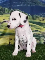 Aphrodite hot pink LUA , a female Dalmatian for sale in Cape May, NJ – 4 of 10