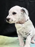 Giggles white , a female Dalmatian for sale in Cape May, NJ – 8 of 10