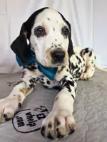 Zoomy aqua tri-color , a female Dalmatian for sale in Cape May, NJ – 7 of 10