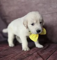 Golden yellow, a female Golden Retriever for sale in Cape May, NJ – 9 of 10