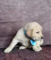Golden aqua , a female Golden Retriever for sale in Cape May, NJ – 3 of 10