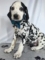Zoomy aqua tri-color , a female Dalmatian for sale in Cape May, NJ – 9 of 10