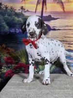 Karma red , a male Dalmatian for sale in Cape May, NJ – 10 of 10