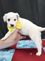 Opal yellow long coat, a female Dalmatian for sale in Cape May, NJ – 8 of 8