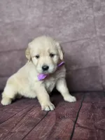 Golden purple, a female Golden Retriever for sale in Cape May, NJ – 8 of 10