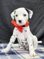Dilly red, a male Dalmatian for sale in Cape May, NJ – 10 of 10