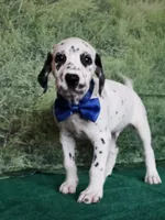 Mila blue , a male Dalmatian for sale in Cape May, NJ – 6 of 10