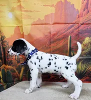 Carmella blue, a female Dalmatian for sale in Cape May, NJ – 7 of 10