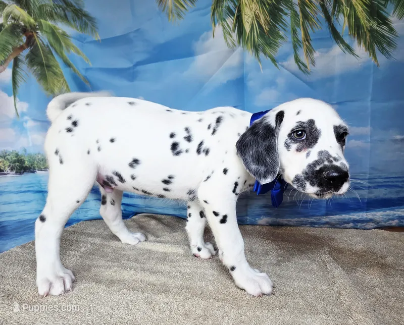 Fraidy blue LUA – Dalmatian puppy for sale in Cape May, NJ