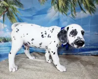 Fraidy blue LUA, a male Dalmatian for sale in Cape May, NJ – 1 of 10