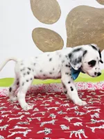 Fraidy aqua, a female Dalmatian for sale in Cape May, NJ – Photo 10 of 10