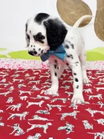 Fraidy aqua, a female Dalmatian for sale in Cape May, NJ – Photo 9 of 10