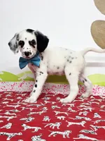 Fraidy aqua, a female Dalmatian for sale in Cape May, NJ – Photo 4 of 10