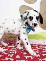 Fraidy aqua, a female Dalmatian for sale in Cape May, NJ – Photo 5 of 10