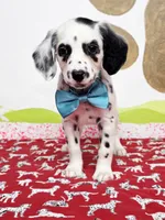 Fraidy aqua, a female Dalmatian for sale in Cape May, NJ – Photo 6 of 10