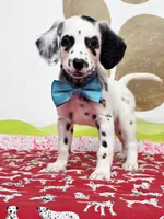 Fraidy aqua, a female Dalmatian for sale in Cape May, NJ – Photo 3 of 10