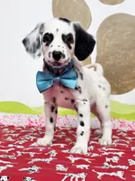 Fraidy aqua, a female Dalmatian for sale in Cape May, NJ – Photo 7 of 10