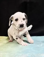 Giggles white , a female Dalmatian for sale in Cape May, NJ – 3 of 10