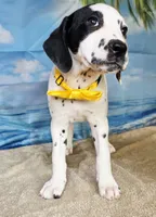 Fraidy yellow lua, a female Dalmatian for sale in Cape May, NJ – 8 of 10