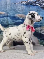 Jacora long coat tricolor , a female Dalmatian for sale in Cape May, NJ – 2 of 10