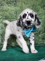 Mila aqua long coat, a female Dalmatian for sale in Cape May, NJ – 2 of 10