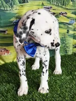 Aphrodite blue LUA , a male Dalmatian for sale in Cape May, NJ – 5 of 10