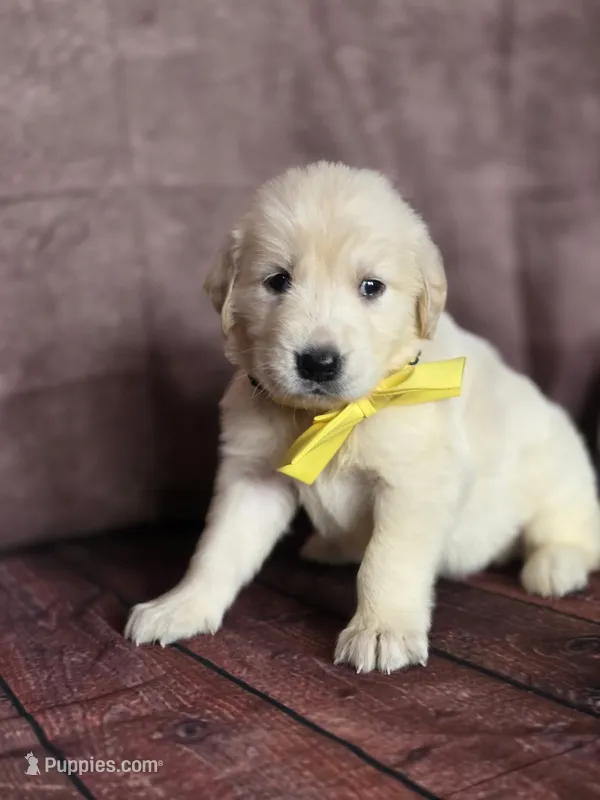 Golden yellow – Golden Retriever puppy for sale in Cape May, NJ