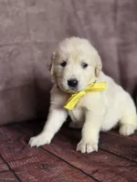 Golden yellow, a female Golden Retriever for sale in Cape May, NJ – 1 of 10