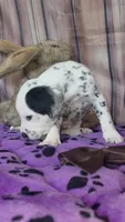 Giggles brown, a male Dalmatian for sale in Cape May, NJ – 5 of 10