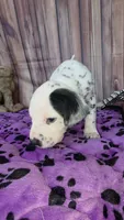 Giggles brown, a male Dalmatian for sale in Cape May, NJ – 8 of 10
