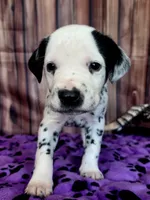 Giggles brown, a male Dalmatian for sale in Cape May, NJ – 7 of 10