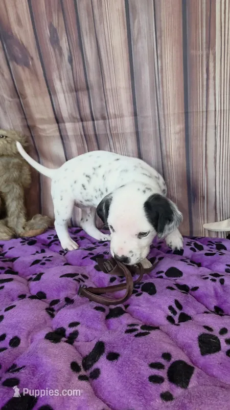 Giggles brown – Dalmatian puppy for sale in Cape May, NJ