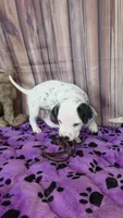 Giggles brown, a male Dalmatian for sale in Cape May, NJ – 1 of 10
