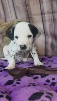 Giggles brown, a male Dalmatian for sale in Cape May, NJ – 2 of 10